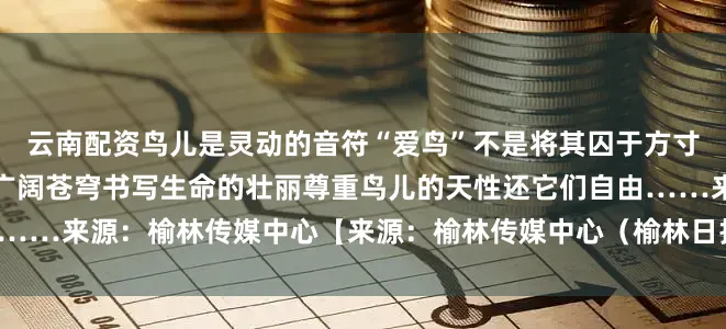 云南配资鸟儿是灵动的音符“爱鸟”不是将其囚于方寸之间而是让它振翅蓝天在广阔苍穹书写生命的壮丽尊重鸟儿的天性还它们自由……来源：榆林传媒中心【来源：榆林传媒中心（榆林日报、榆林广播电视台）】